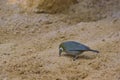 The yellow-bellied white-eye is a species of passerine bird in the white-eye family.